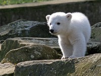 /album/wwf/beren-4-jpg1/